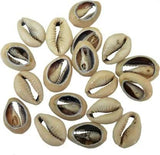 20 Pcs, 15-20mm Bulk Cut Sea Shell Cowrie Beads Brown