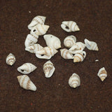50 Pcs, 12-15mm Drilled One Hole Sea Shell Beads