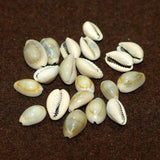 50 Pcs, 12-15mm Without Hole Sea Shell Cowrie Beads