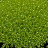 50gm 8/0 Preciosa Trans Lime Green Seed Beads