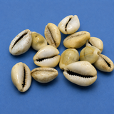 100 gm, 15-22mm Cowrie Shell Beads Natural Tone Without Hole