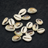 100 gm, 24x15mm-18x14mm Bulk Cut Sea Shell Cowrie Beads Brown