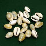 100 gm, 12-15mm Without Hole Sea Shell Cowrie Beads