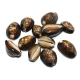 10 Pcs, 25-32mm Cowrie Shell Beads Brown Assorted Size Without Hole