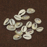 50 Pcs, 15-18mm Bulk Cut Sea Shell Cowrie Beads Brown