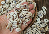 50 Pcs, 15-18mm Bulk Cut Sea Shell Cowrie Beads Brown