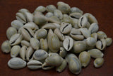 50 Pcs, 18-20mm Drilled One Hole Sea Shell Cowrie Beads Brown