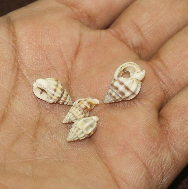 50 Pcs, 12-15mm Drilled One Hole Sea Shell Beads Brown