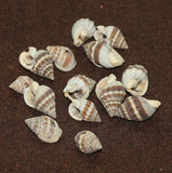 50 Pcs, 15-20mm Drilled One Hole Sea Shell Beads Brown