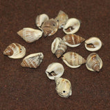 50 Pcs, 15-20mm Drilled One Hole Sea Shell Beads Brown