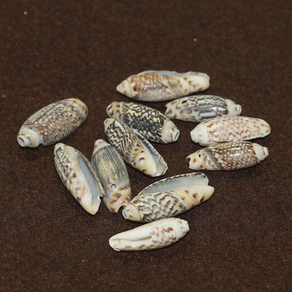 20 Pcs, 25-30mm Drilled One Hole Sea Shell Beads Brown