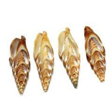 4 Pcs 2-3 Inches Sliced Seashells Cut Strombus Shells